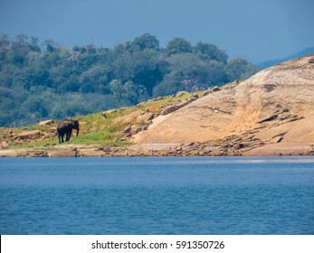 Beautiful Island landscape with Isolated standing asian elephant near water in an island in gal oya national park Sri Lanka - Shutterstock ID 591350726