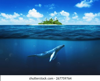 Beautiful Island With Palm Trees. Whale Underwater