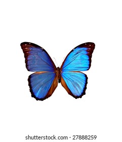 Beautiful Isolated Blue Butterfly Stock Photo 27888259 | Shutterstock