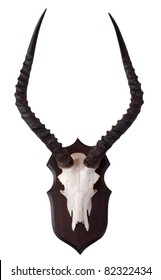 A Beautiful Isolated Image Of An Impala Skull And Horns.