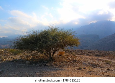 The Beautiful Isolated Small Tree Or Bush On The High Dry Rocky Canyon Or Desert Mountain.