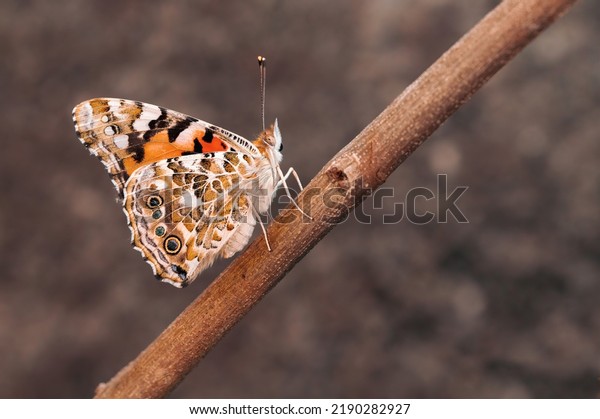 Beautiful\
isolated specimen of Painted Lady butterfly (Vanessa cardui)\
photographed while resting on a\
branch.
