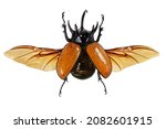 Beautiful isolated studio photo of a giant beetle on a white background.