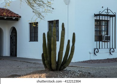 Beautiful isolated tall large Organ Pipe green cactus desert plant with upright green spiny arms in shade of white painted 1926 Ajo Federated Church forecourt building in town of Ajo, Arizona USA
