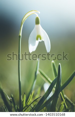 Similar – flowering snowdrops