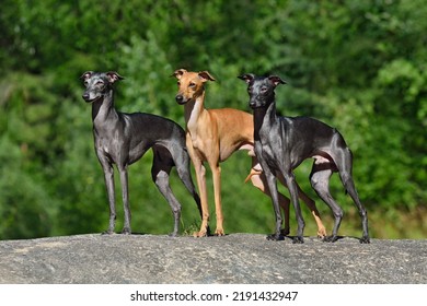 Beautiful Italian Greyhound standing on a stone on green background