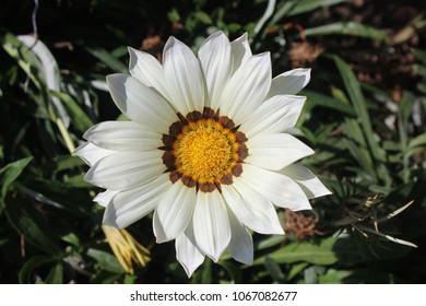 Beautiful Italian White Sunflower Closeup.