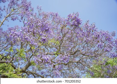 Beautiful Jacaranda Trees Blossom 