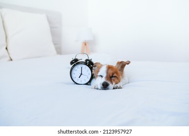 beautiful jack russell dog sleeping on bed at home. Alarm clock besides 7 am. Relax indoors, wake up