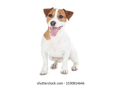 Jack Russell Dog Jack Russell Jack Russell Chien Jack