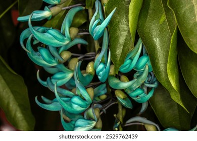 Beautiful Jade vine or Emerald vine flower blooming. Strongylodon macrobotrys. also known as jade vine, emerald or turquoise jade vine, grows in a garden in Brazil - Powered by Shutterstock