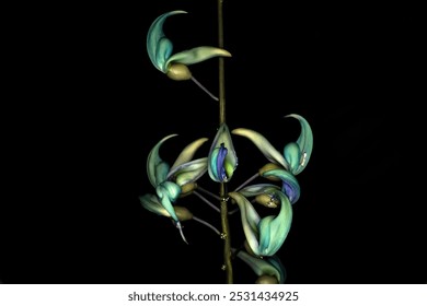 Beautiful Jade vine or Emerald vine flower blooming. Strongylodon macrobotrys. also known as jade vine, emerald or turquoise jade vine, grows in a garden in Brazil - Powered by Shutterstock