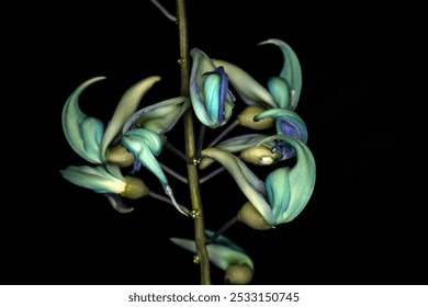 Beautiful Jade vine or Emerald vine flower blooming. Strongylodon macrobotrys. also known as jade vine, emerald or turquoise jade vine, grows in a garden in Brazil - Powered by Shutterstock