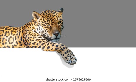 Beautiful Jaguar Cat Hanging Paw Over White Web Banner. Isolated With 50% Grey Background For Easy Overlay. 