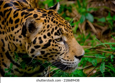 Beautiful Jaguar Face Closeup In The Forest Belize