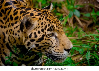 Beautiful Jaguar Face Closeup In The Forest Belize