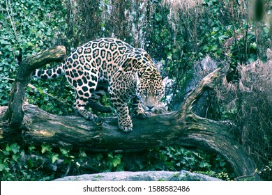 Beautiful Jaguar Standing Upon A Tree Branch