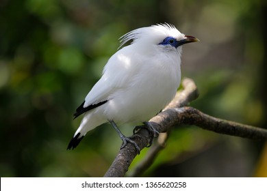 Beautiful Jalak Bali Bird On Branch Stock Photo 1365620258 | Shutterstock