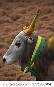 jallikattu images stock photos vectors shutterstock https www shutterstock com image photo beautiful jallikattu kangayam cattle bull on 1771708904