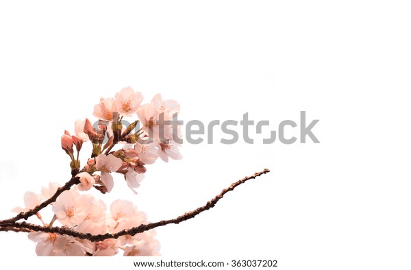 Beautiful Japanese Cherry Blossom Isolated On Stock Photo Edit