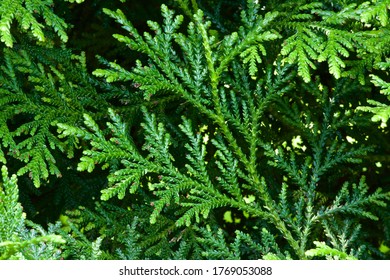 Beautiful Japanese Cypress Leaf In The Forest.