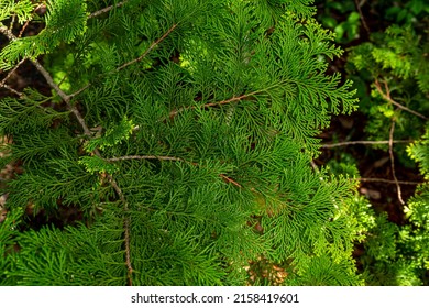 Beautiful Japanese Cypress Leaf In The Forest.