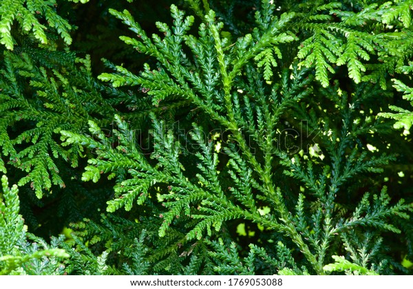 Beautiful japanese\
cypress leaf in the\
forest.