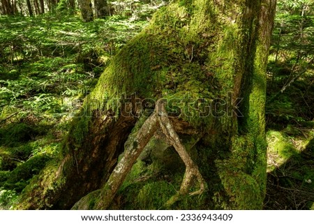 Similar – Image, Stock Photo Big old trunk in rainforest on Vancouver island, Canada