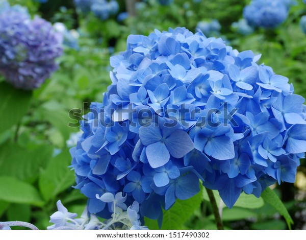 Beautiful Japanese Hydrangea Ajisai Flower Stock Photo Edit Now