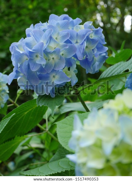 Beautiful Japanese Hydrangea Ajisai Flower Stock Photo Edit Now