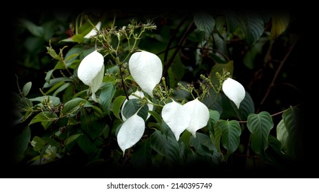 Beautiful Japanese Hydrangea Vine Plant                         