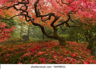 Beautiful Japanese Maple in the fall