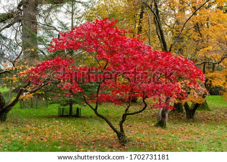 Beautiful Japanese Maple Tree with Red Leaves