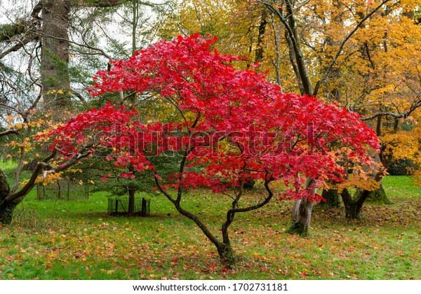 Beautiful Japanese\
Maple Tree with Red\
Leaves