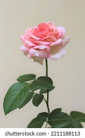 ๋A Beautiful Japanese Rose  ่Aube ่