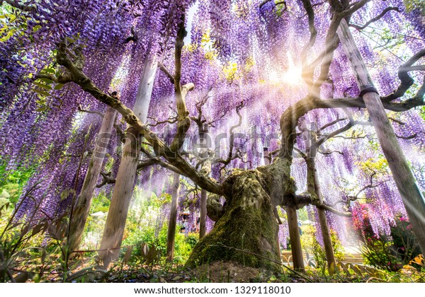 日本藤の花見の美しさ栃木県足利花園 の写真素材 今すぐ編集