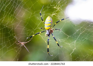 Beautiful japanese yellow joro spider in the net close up