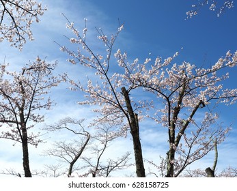 Yoshino Cherry Tree Hd Stock Images Shutterstock