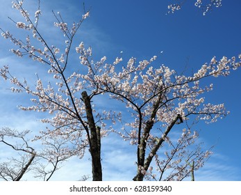 Yoshino Cherry Tree Hd Stock Images Shutterstock