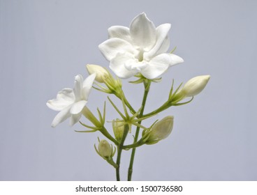 Beautiful Jasmine Flower On White Background.