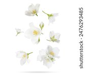 Beautiful jasmine flowers in air on white background