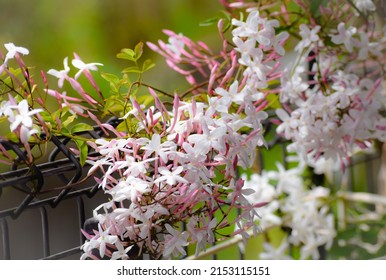 Beautiful Jasmine Flowers In The Garden.