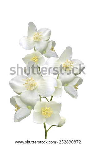 beautiful jasmine flowers with leaves isolated on white