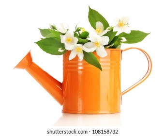 beautiful jasmine flowers with leaves in watering can isolated on white