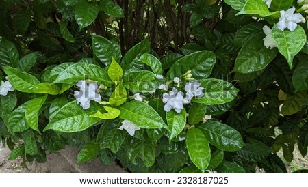 A beautiful jasmine plant with flowers. white beauty