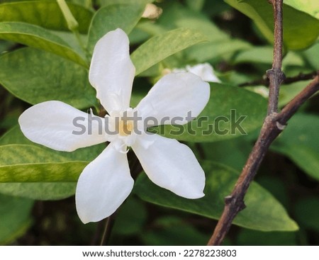 beautiful jasmine,white jasmine flower, Five-petaled white jasmine flowers are blooming, white color, small five petals with yellow pollen, The flowers blooming in the garden look beautiful.