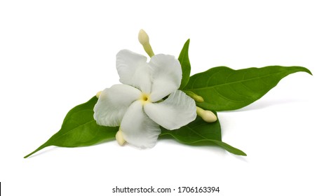 Sampaguita Flower の画像 写真素材 ベクター画像 Shutterstock