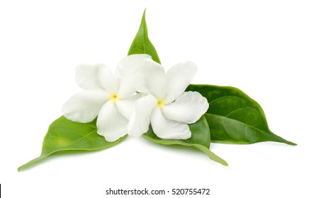 7,247 Jasminum white background Images, Stock Photos & Vectors ...