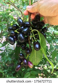 Beautiful of Java Plum, With a sweet, sour and astringent taste. Properties to inhibit breast cancer cells.