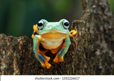 Beautiful javan tree frog on wood, flying frog on green leaves, animal closeup